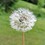 Harald_H
